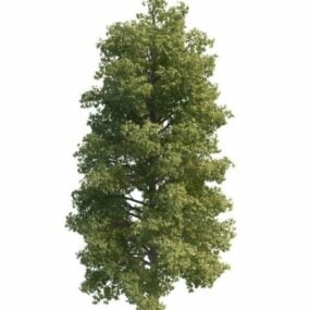 مدل سه بعدی درخت آهک معمولی