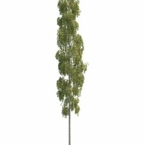 아름다운 키가 큰 포플러 나무 3d 모델