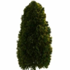 Witte cederboom 3D-model