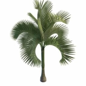 Modelo 3d da palmeira real cubana
