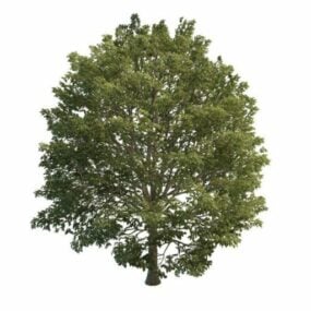 Europeisk avenbok träd 3d-modell
