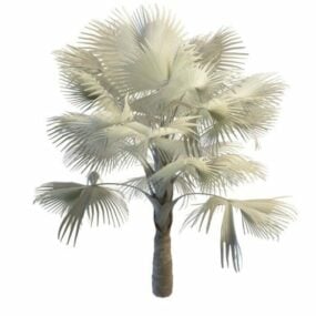 Modello 3d della palma Bismarckia
