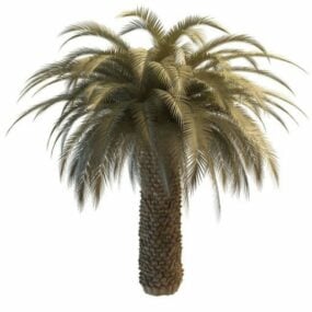 3D model pouštní palmy