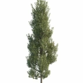Common Aspen Tree 3d model