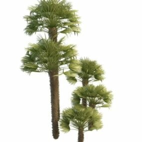 3D model Windmill Palms