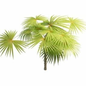Latania Yelpaze Palmiye Ağacı 3d modeli
