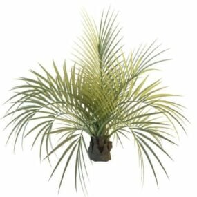 Giant Windowpane Palm Tree 3d model