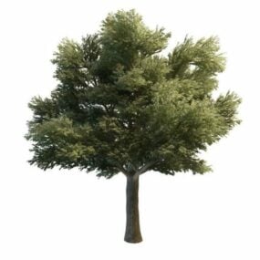 شجرة تيليا Heterophylla نموذج ثلاثي الأبعاد