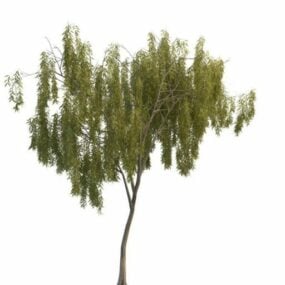 Dwarf Willow Tree 3d model