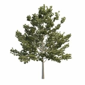 Modelo 3d da árvore Bigtooth Aspen