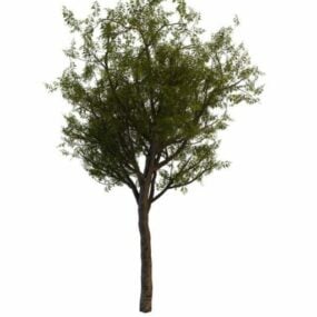 Chinese Scholar Tree 3d model
