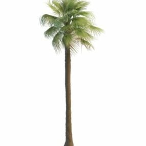 Tall Mexican Fan Palm Tree 3d model