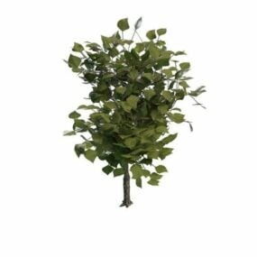 Evergreen Aromatic Tree 3d model