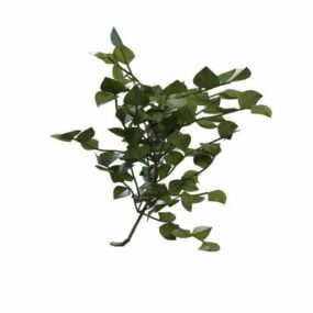 Branch Of The Forest Shrub 3d model