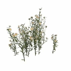 Modello 3d di piante da fiore margherita