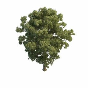 Model 3d Pohon Musim Panas