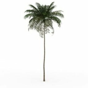 3д модель высокой тонкой пальмы
