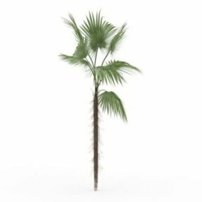 Makalani Palm 3d model