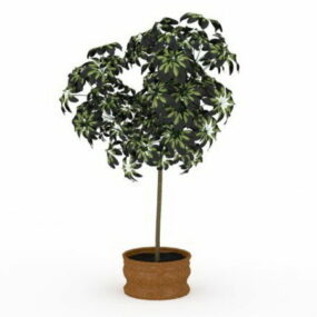 屋内観葉植物の木の3Dモデル