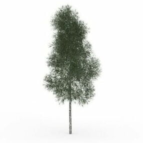 Mountain Paper Birch Tree 3d model