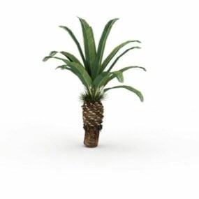 Canary Island Date Palm 3d model