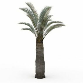 Modello 3d dell'albero di cocco del Cile