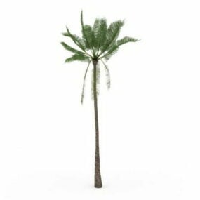 African Oil Palm Tree 3d model