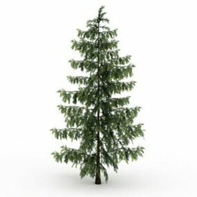 European Black Pine Tree 3d model
