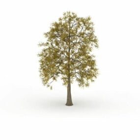Europeisk Ash Tree 3d-modell