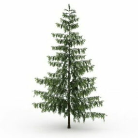 Pinus Monticola Tree 3d model