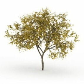 مدل 3 بعدی درخت فراکسینوس پنسیلوانیکا