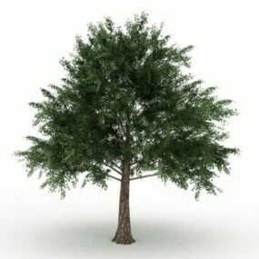 نموذج شجرة أيسر بلاتانويدس ثلاثي الأبعاد
