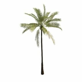 Beach Palm Tree דגם תלת מימד