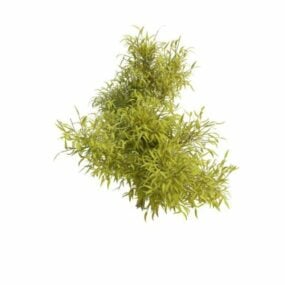 Young Willow Tree 3d model