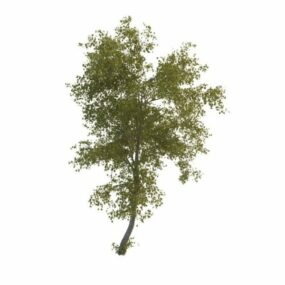 Lime Tree Plant 3d model