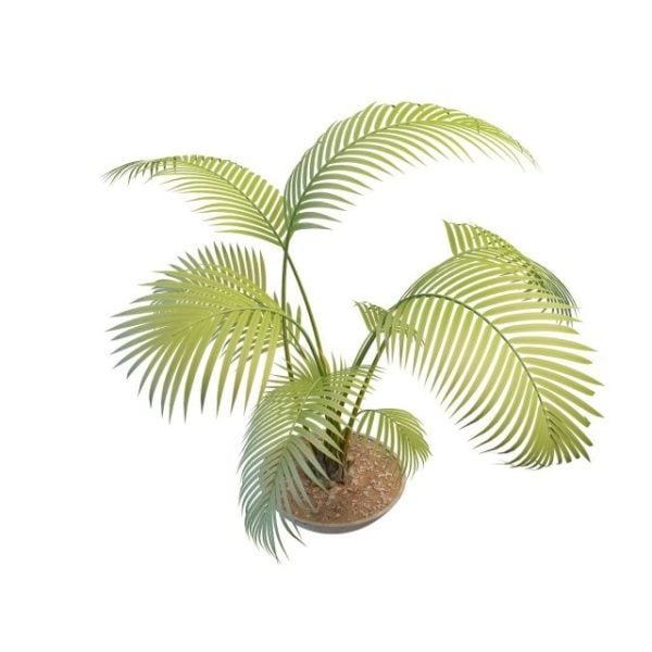 Potted Palm Tree Plants