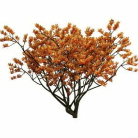 Modello 3d dell'albero di Magnolia Soulangeana