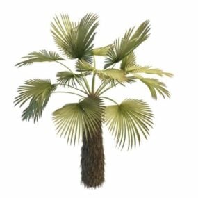 דגם תלת מימד של Trachycarpus Palm Tree