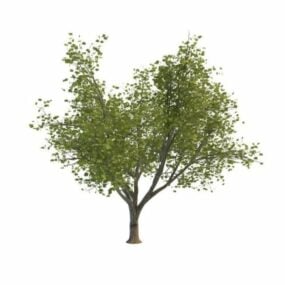 نموذج شجرة القيقب في مانيتوبا ثلاثي الأبعاد