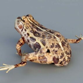 3д модель леопардовой лягушки