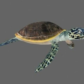 3д модель зеленой морской черепахи
