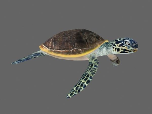 Żółw Morski