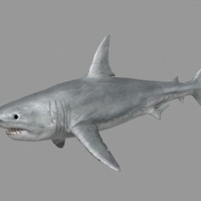 דגם 3D Great White Shark