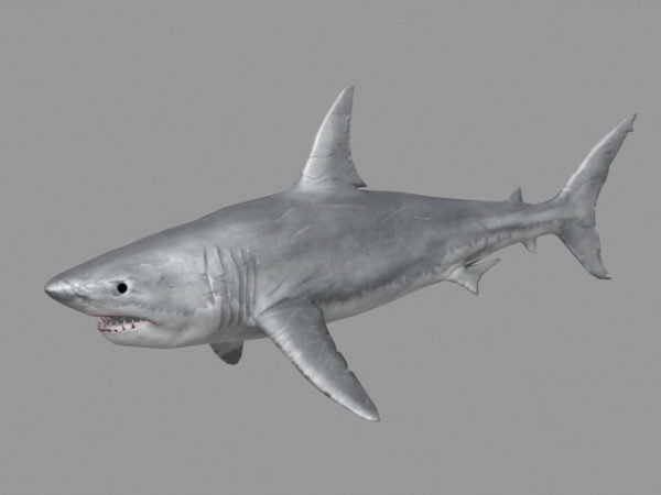Большая белая акула