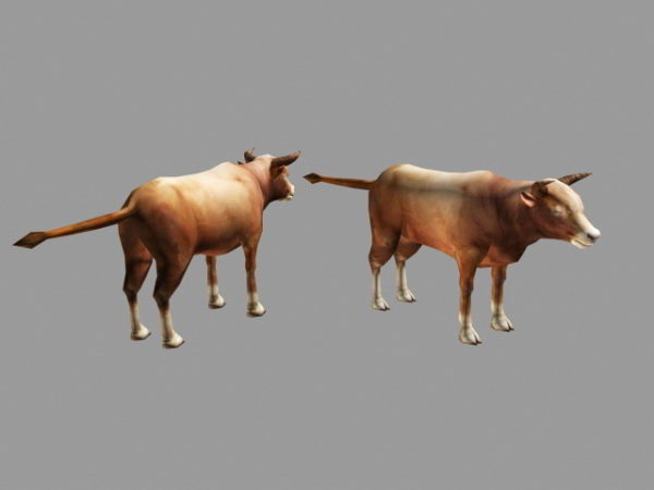 Gado bovino