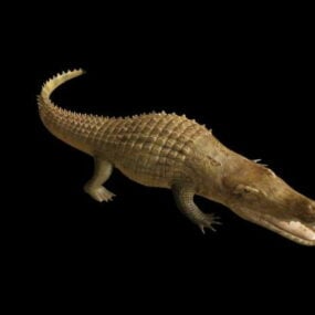 Crocodile réaliste modèle 3D