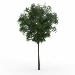Pawpaw Tree 3d model