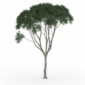 Small Kapok Tree 3d model