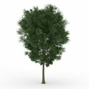 美丽的绿树3d模型