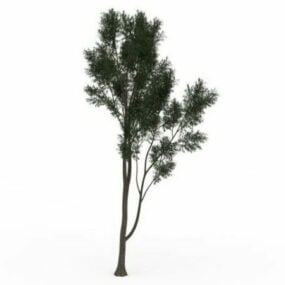 Small Deciduous Tree 3d model